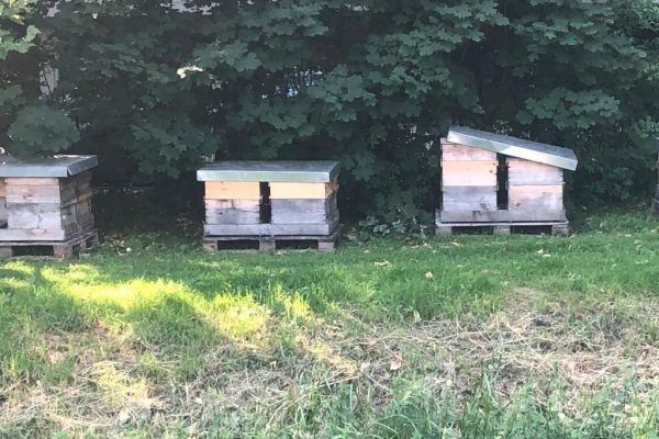 Wilhelmsburg’da sıradışı görüntüler