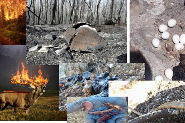 Orman Yangınları Hakkında!