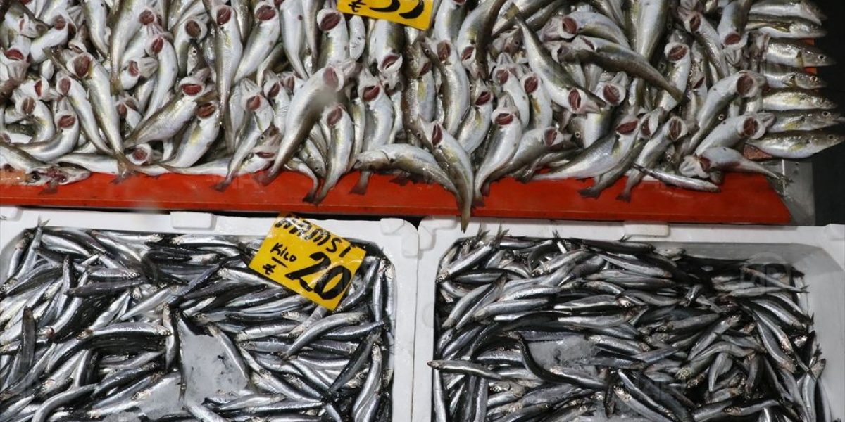 Samsun’da balıkçılar hamsi ve çaça avı için deniz suyunun soğumasını bekliyor