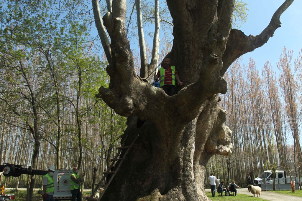Samsun’da 1100 yıllık çınar ağacı bakıma alındı