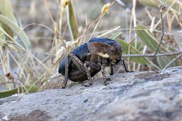 Kilis’te tombul çekirge görüldü
