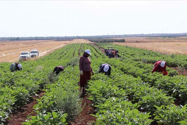 Kilis’e özgü “Zabaran patlıcanı”nın hasadına başlandı
