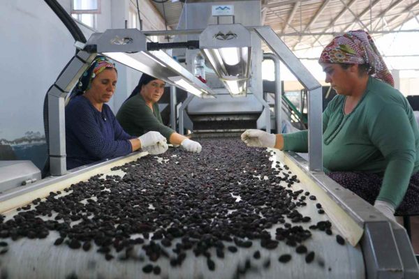 Kilis’in tescilli “horoz karası” üzümü kurutularak tüketicilere ulaştırılıyor