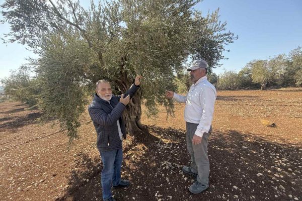Kilis Başmağara’da Hasat Şoku