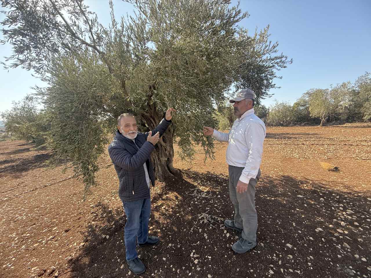 Kilis Başmağara’da Hasat Şoku
